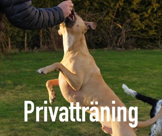 Privatträning av specialsökhundar